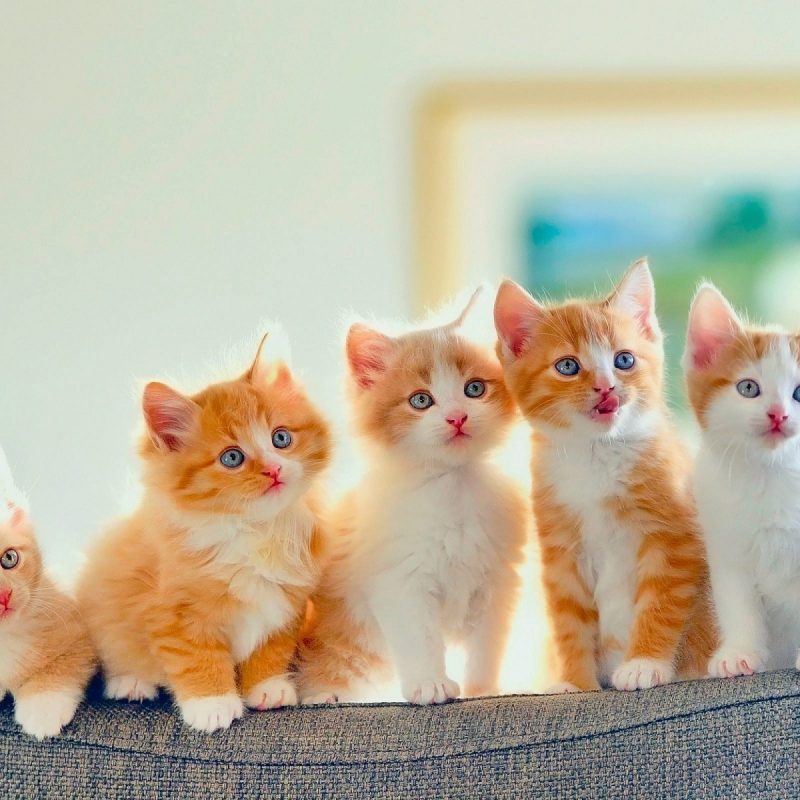 10 Most Popular Nice And Cute Wallpapers FULL HD 1080p For PC Background 2023 free download golden cute cats row nice wallpaper hd wallpapers rocks 800x800