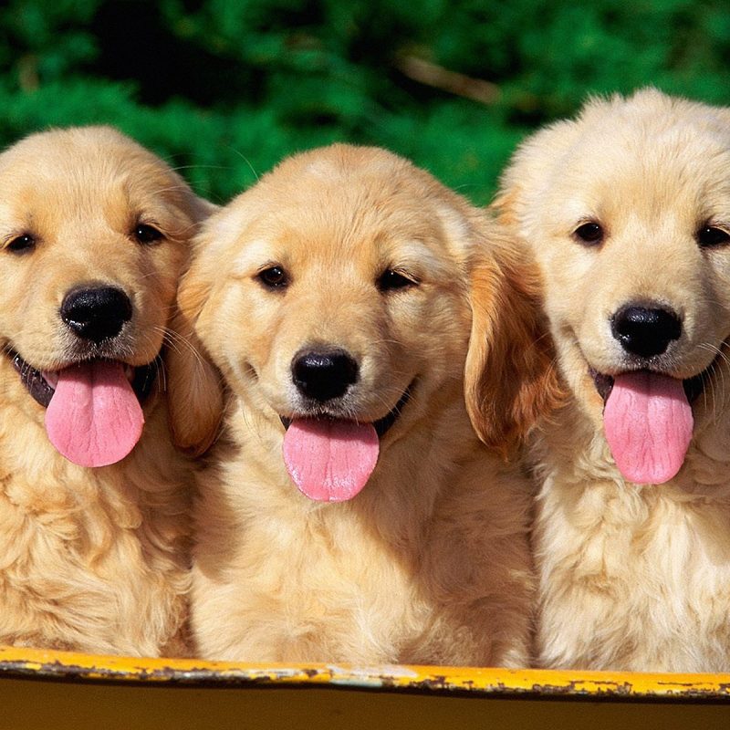 10 Most Popular Golden Retriever Puppy Wallpaper FULL HD 1080p For PC Background 2022 free download golden retriever puppies in the basket photo and wallpaper 1 800x800