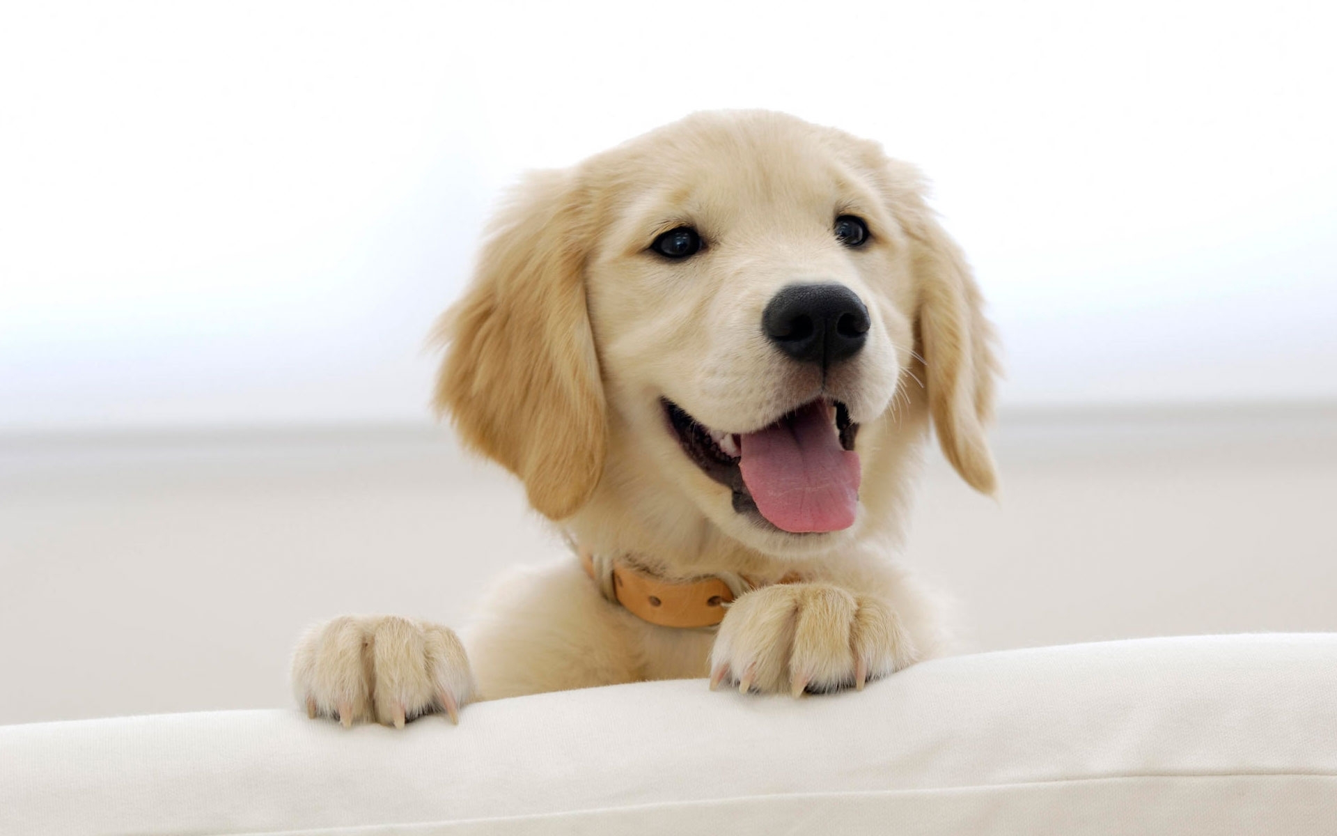 10 New Golden Retriever Puppies Wallpaper FULL HD 1920×1080 For PC Background