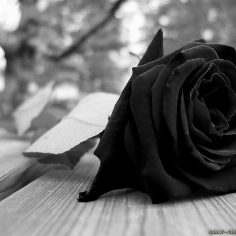 10 New Gothic Black Roses Wallpaper FULL HD 1920×1080 For PC Desktop 2023 free download gothic black rose hd wallpapers beautiful images hd pictures 800x800
