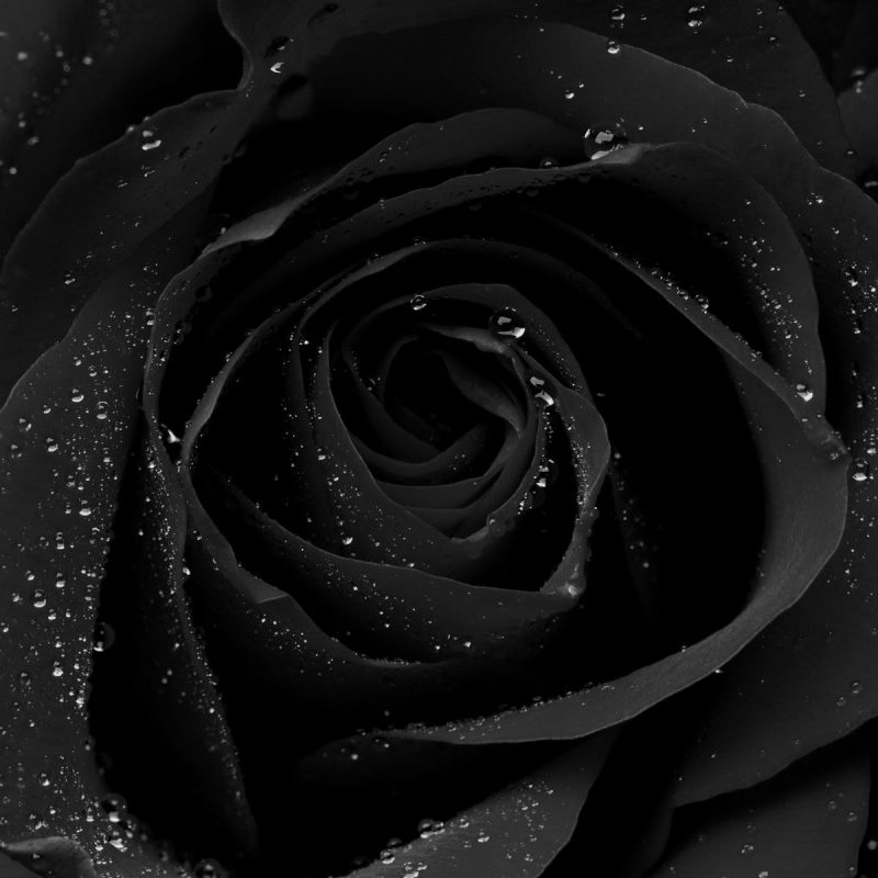 10 New Gothic Black Roses Wallpaper FULL HD 1920×1080 For PC Desktop 2022 free download gothic dark wallpapers 1600x1200 gothic black wallpapers 50 800x800