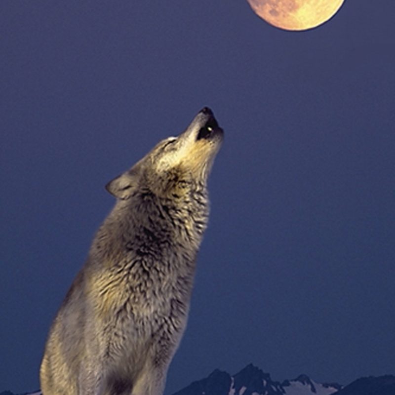10 Best Wolf Howling At The Moon Picture FULL HD 1080p For PC Background 2022 free download gray wolf howling at the moon athena posters 800x800