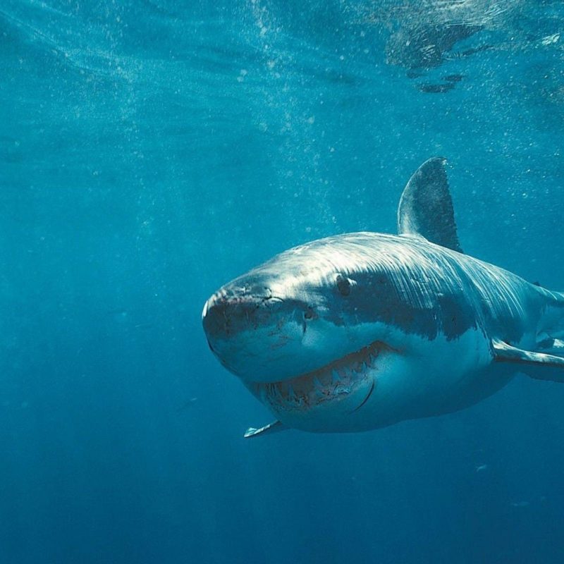 10 Most Popular Shark Wallpaper Hd 1920X1080 FULL HD 1920×1080 For PC Background 2024 free download great white shark hd wallpapers high quality 800x800