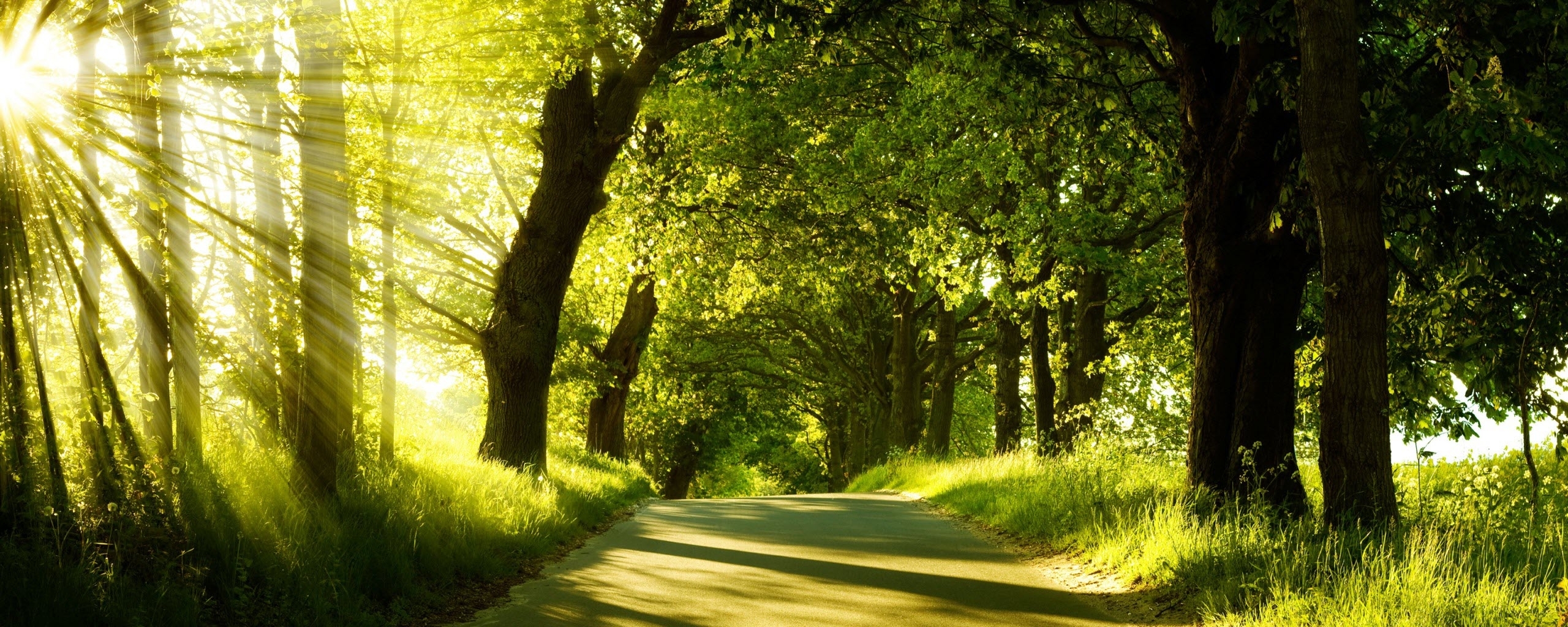 green nature dual monitor wallpapers | hd wallpapers | id #8220