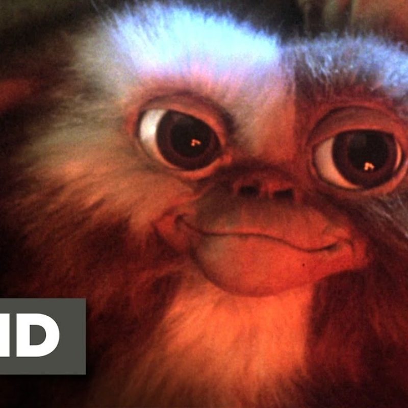 10 Latest Pictures Of Gizmo From Gremlins FULL HD 1080p For PC Background 2022 free download gremlins 1 6 movie clip billy meets gizmo 1984 hd youtube 800x800
