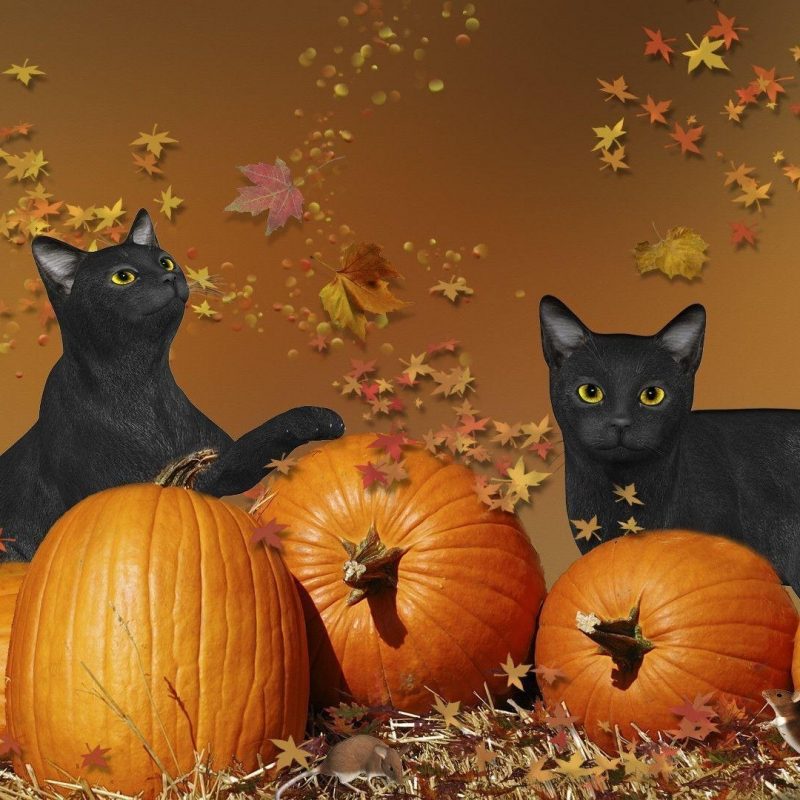 10 Latest Halloween Cat Desktop Wallpaper FULL HD 1080p For PC Desktop 2022 free download halloween cat wallpapers wallpaper cave 800x800