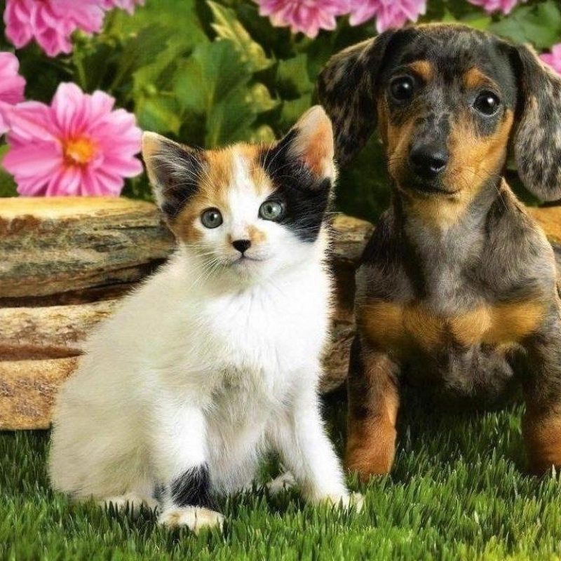 10 New Pictures Of Puppies And Kitties FULL HD 1080p For PC Background 2022 free download happy kitten morning cute kittens a puppies free ebooks http 800x800
