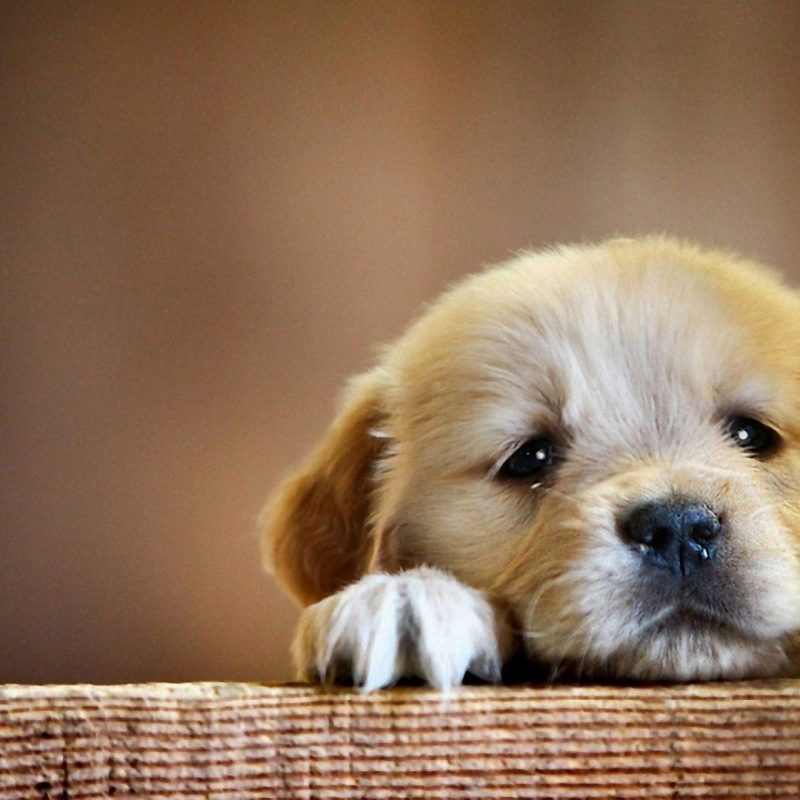 10 New Cute Puppy Pictures Wallpaper FULL HD 1080p For PC Background 2023 free download hd cute puppy wallpaper 2018 cute screensavers 1 800x800