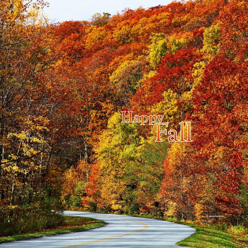 10 Latest Fall Colors Hd Wallpaper FULL HD 1080p For PC Background 2022 free download hd fall color 4k picture 800x800