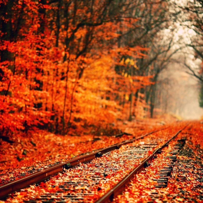 10 Most Popular Fall Screensavers For Desktop FULL HD 1920×1080 For PC Background 2022 free download hd fall wallpaper for desktop 61 images 800x800