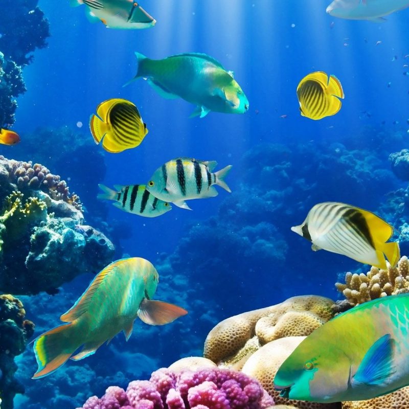 10 Most Popular Fish Backgrounds For Desktop FULL HD 1920×1080 For PC Background 2022 free download hd fish wallpapers find best latest hd fish wallpapers in hd for 800x800