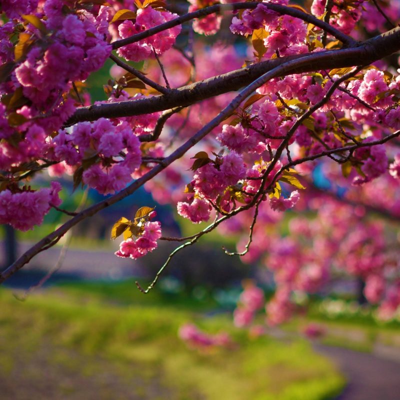10 Latest Computer Backgrounds Nature Spring FULL HD 1080p For PC Background 2024 free download hd spring wallpapers for desktop wallpaper cave 1 800x800