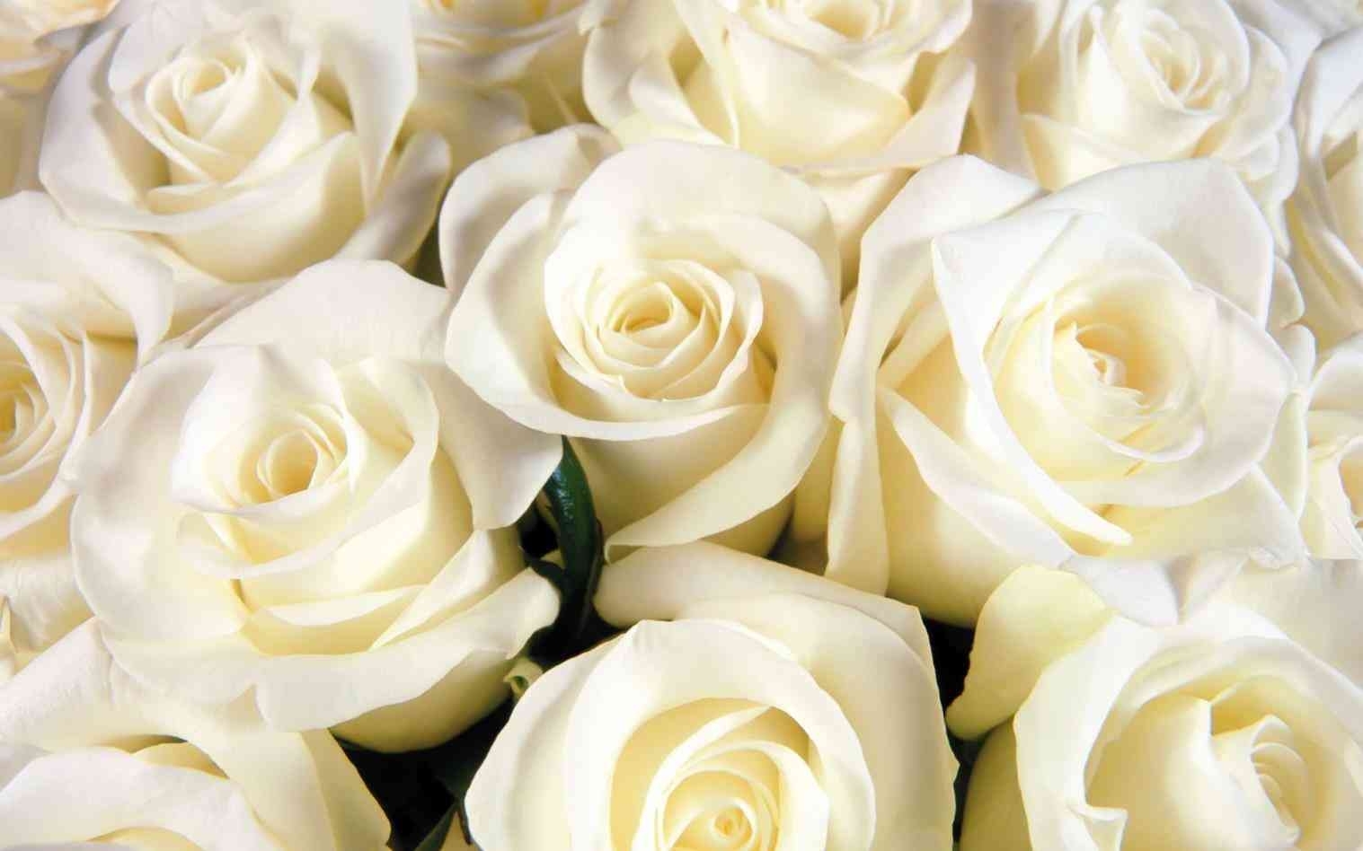 10 New White Roses Background Tumblr FULL HD 1920×1080 For PC Background