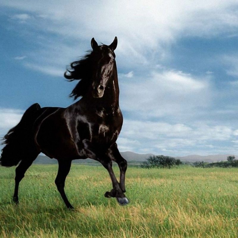 10 Best Horses Pics For Backgrounds FULL HD 1920×1080 For PC Desktop 2024 free download horses wallpapers 40 best inspirational high quality horses 1 800x800