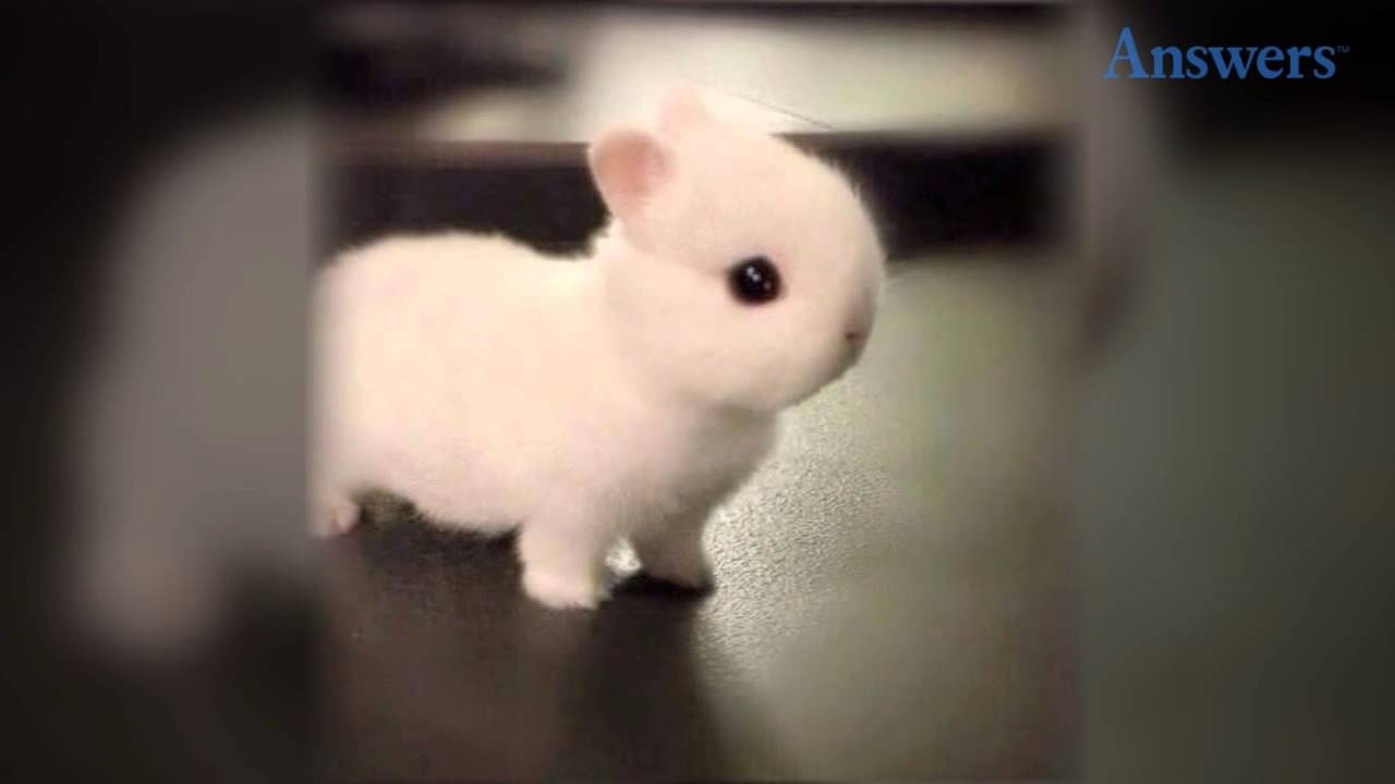 how adorable is this little baby bunny? he's so tiny and cute he