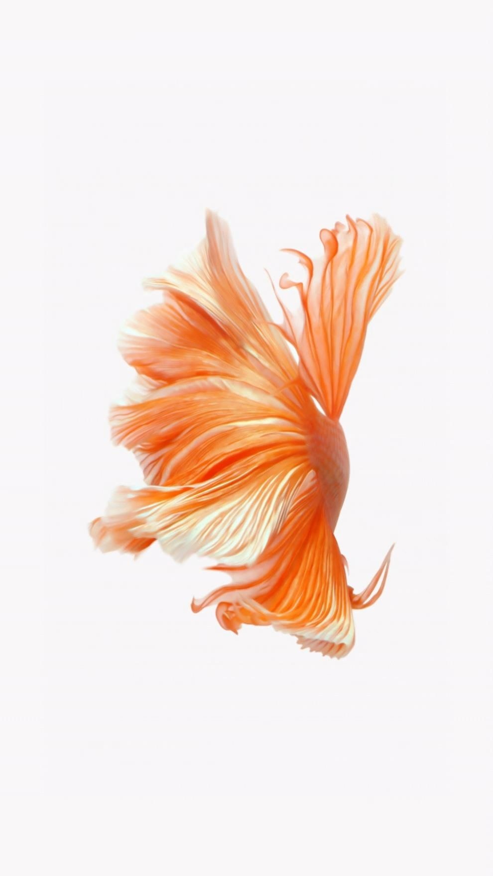 how to get apple's live fish wallpapers back on your iphone « ios
