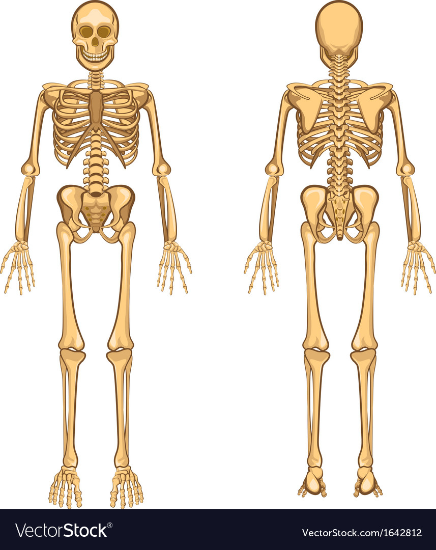 human skeleton royalty free vector image - vectorstock