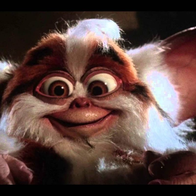 10 Latest Pictures Of Gizmo From Gremlins FULL HD 1080p For PC Background 2022 free download i not gizmo daffy mogwai from gremlins 2 how to be a crazy goofy 800x800