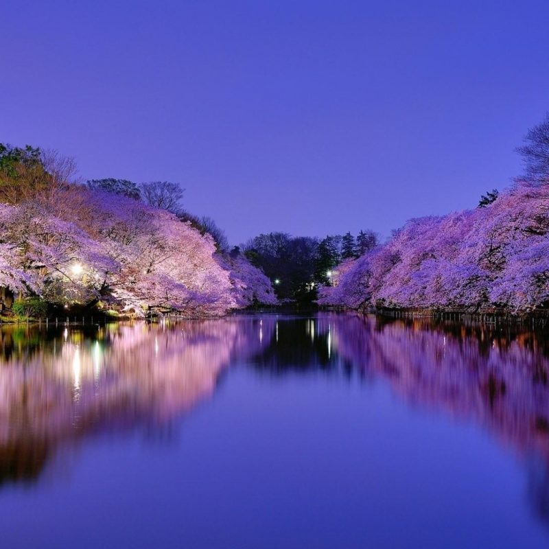 10 New Cherry Blossom Wallpaper Night FULL HD 1080p For PC Background 2023 free download japan cherry blossom wallpaper wallpaper studio 10 tens of 800x800