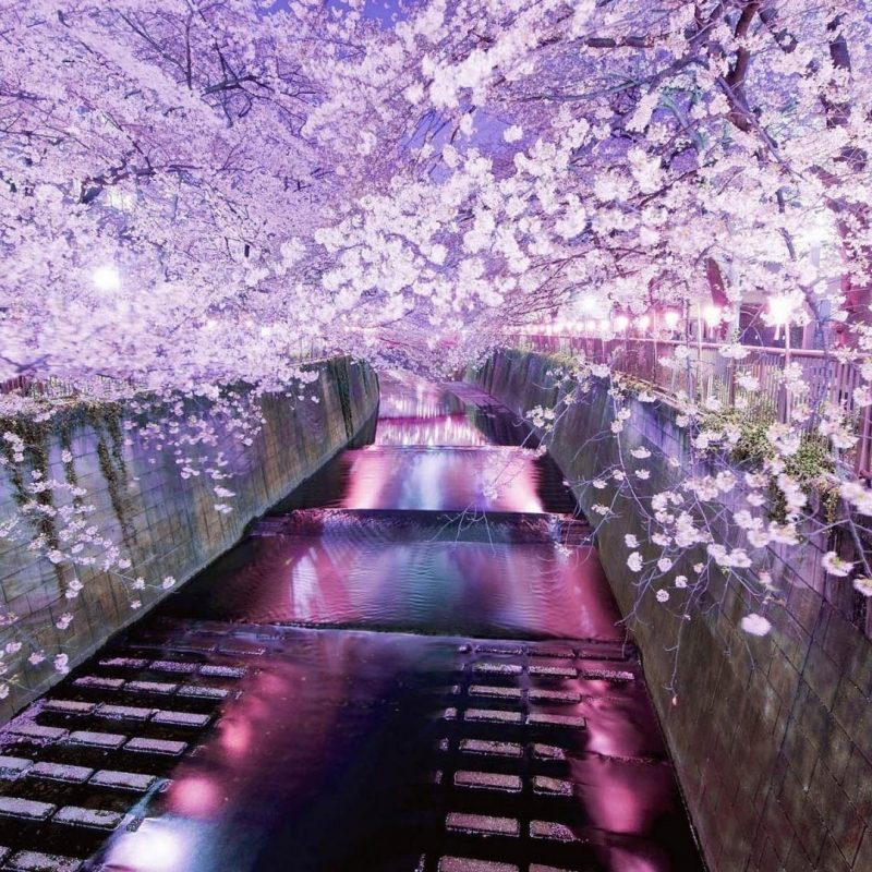 10 Latest Japan Cherry Blossom Wallpaper Hd FULL HD 1080p For PC Background 2022 free download japan cherry blossoms tokyo cityscapes wallpaper 21041 800x800