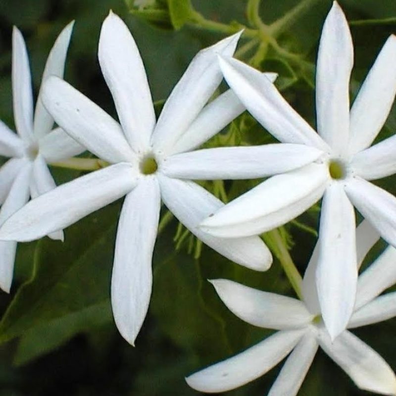10 Latest Images Of Jasmine Flowers FULL HD 1080p For PC Background 2022 free download jasmine flower a symbol of affection and eternal love youtube 800x800