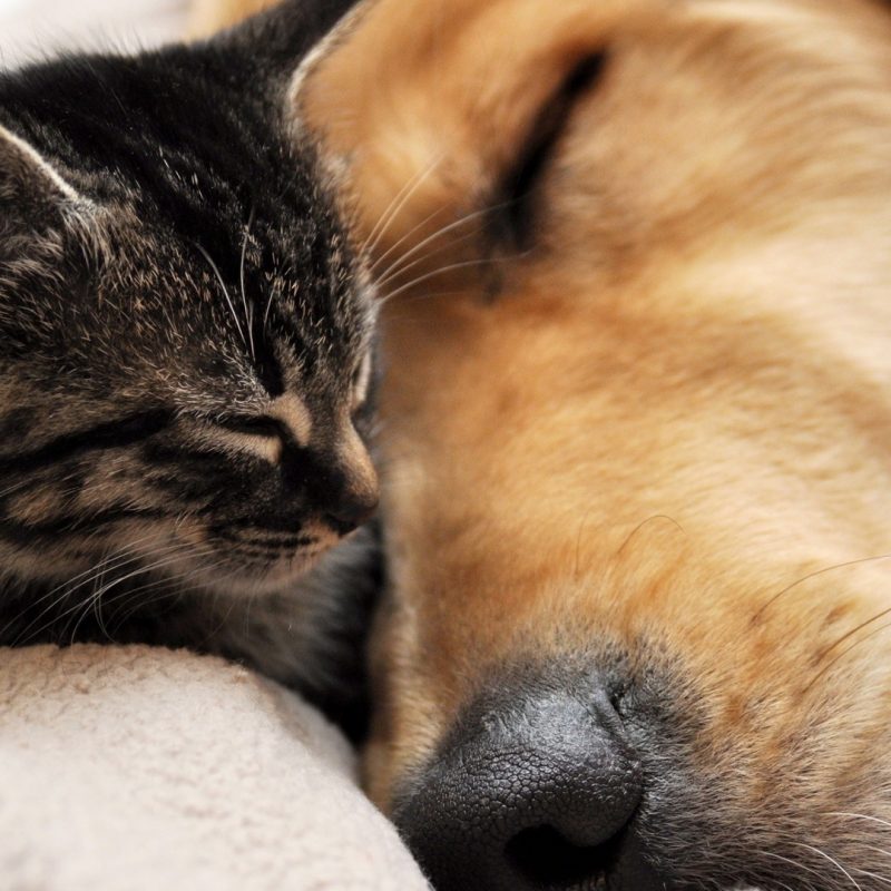 10 New Cat And Dogs Pictures FULL HD 1080p For PC Background 2022 free download keeping the peace between cats and dogs blog 800x800