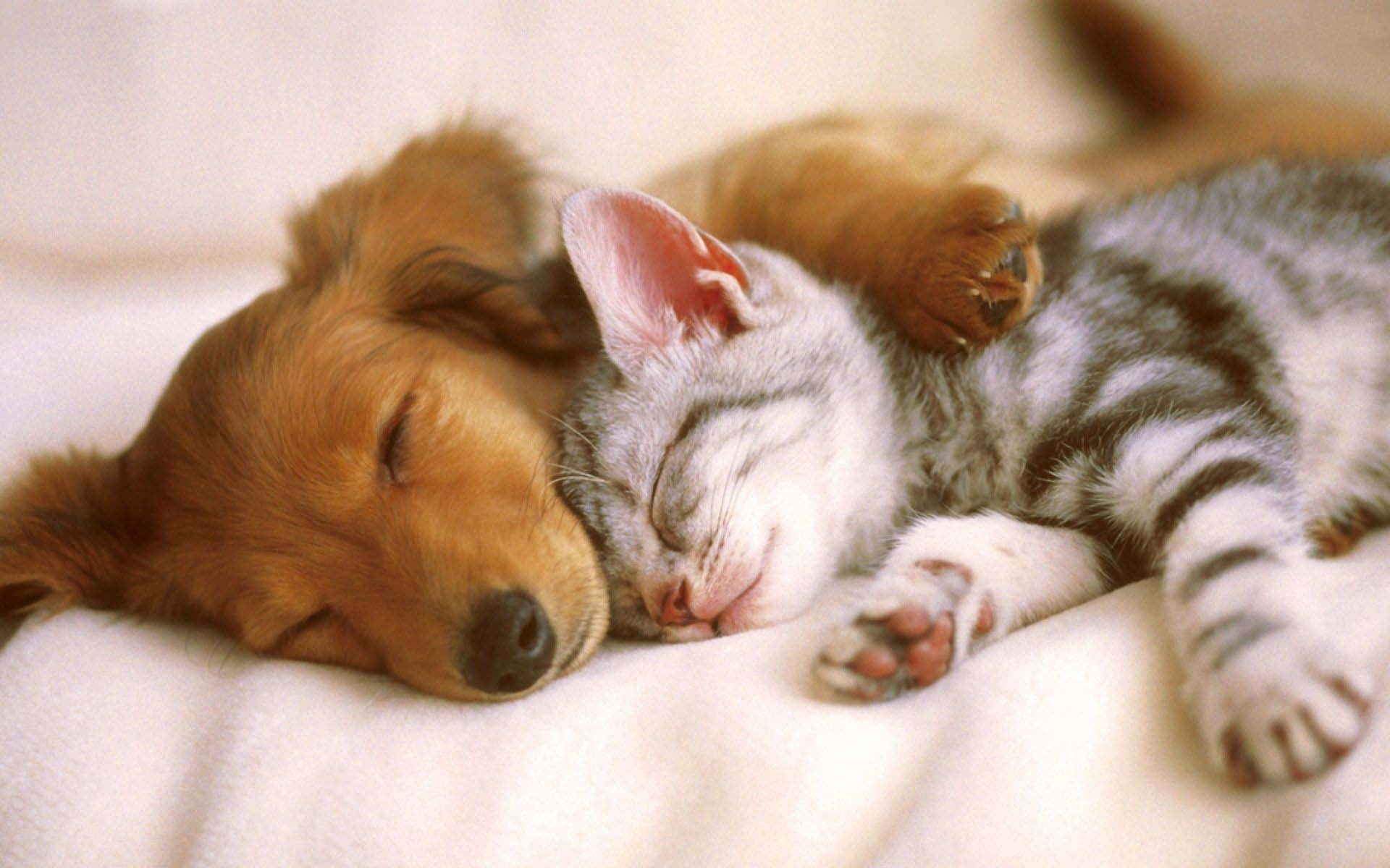10 Latest Puppy And Kitten Backgrounds FULL HD 1920×1080 For PC Desktop
