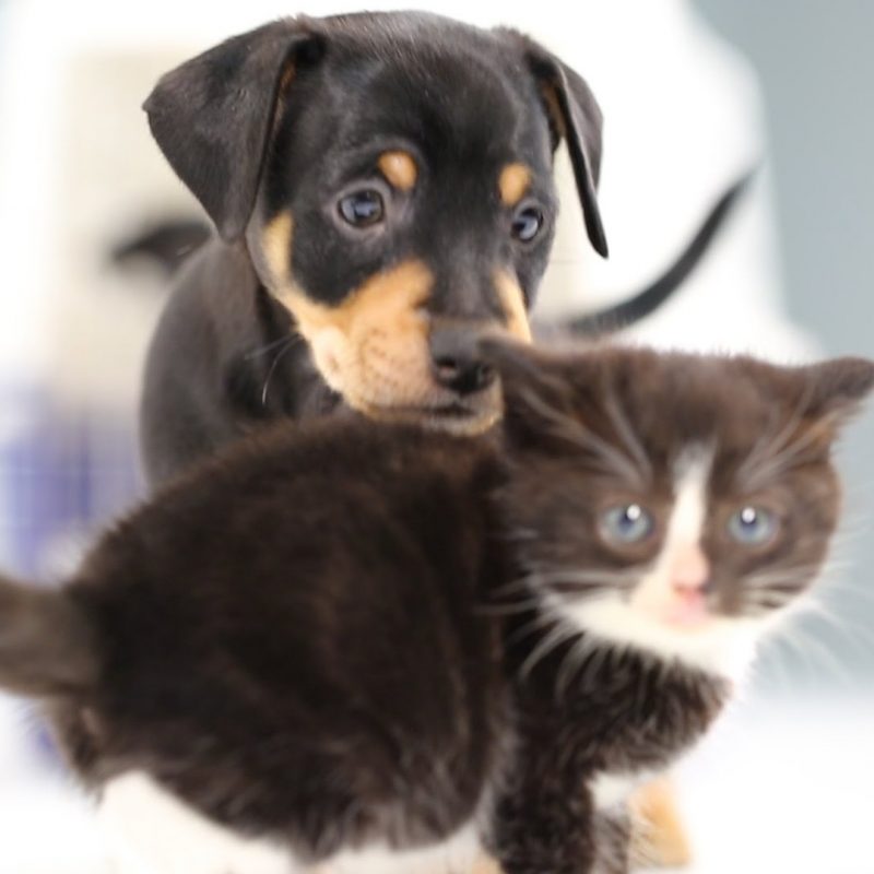 10 New Pictures Of Puppies And Kitties FULL HD 1080p For PC Background 2022 free download kittens meet puppies for the first time youtube 1 800x800