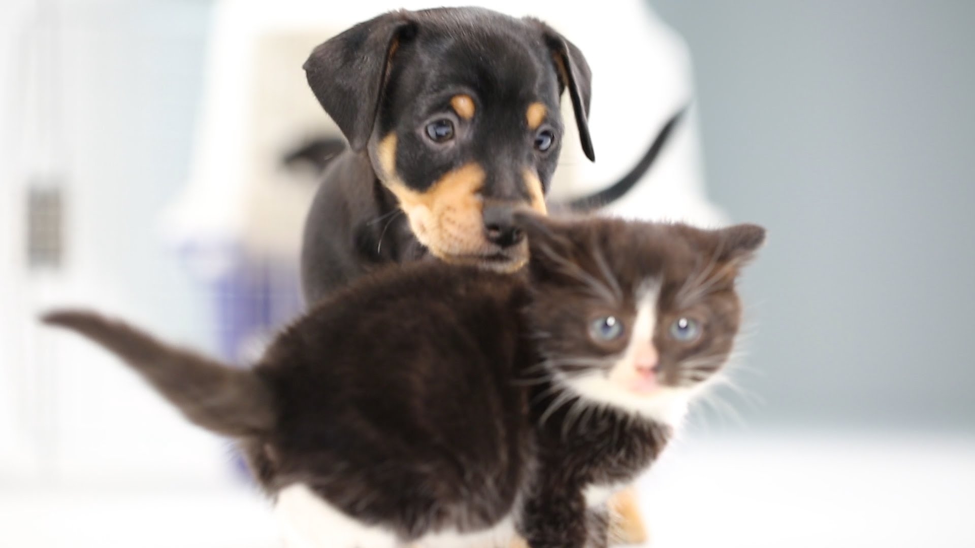 kittens meet puppies for the first time - youtube