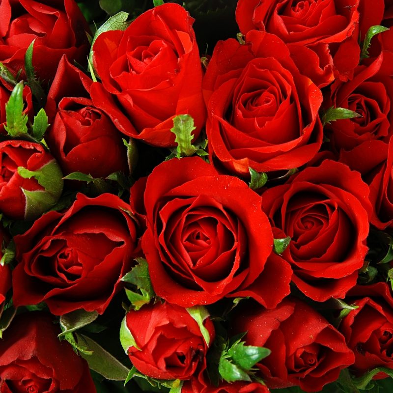10 Most Popular Red Rose Background Tumblr FULL HD 1080p For PC Desktop 2022 free download knumathise red roses tumblr background images 800x800