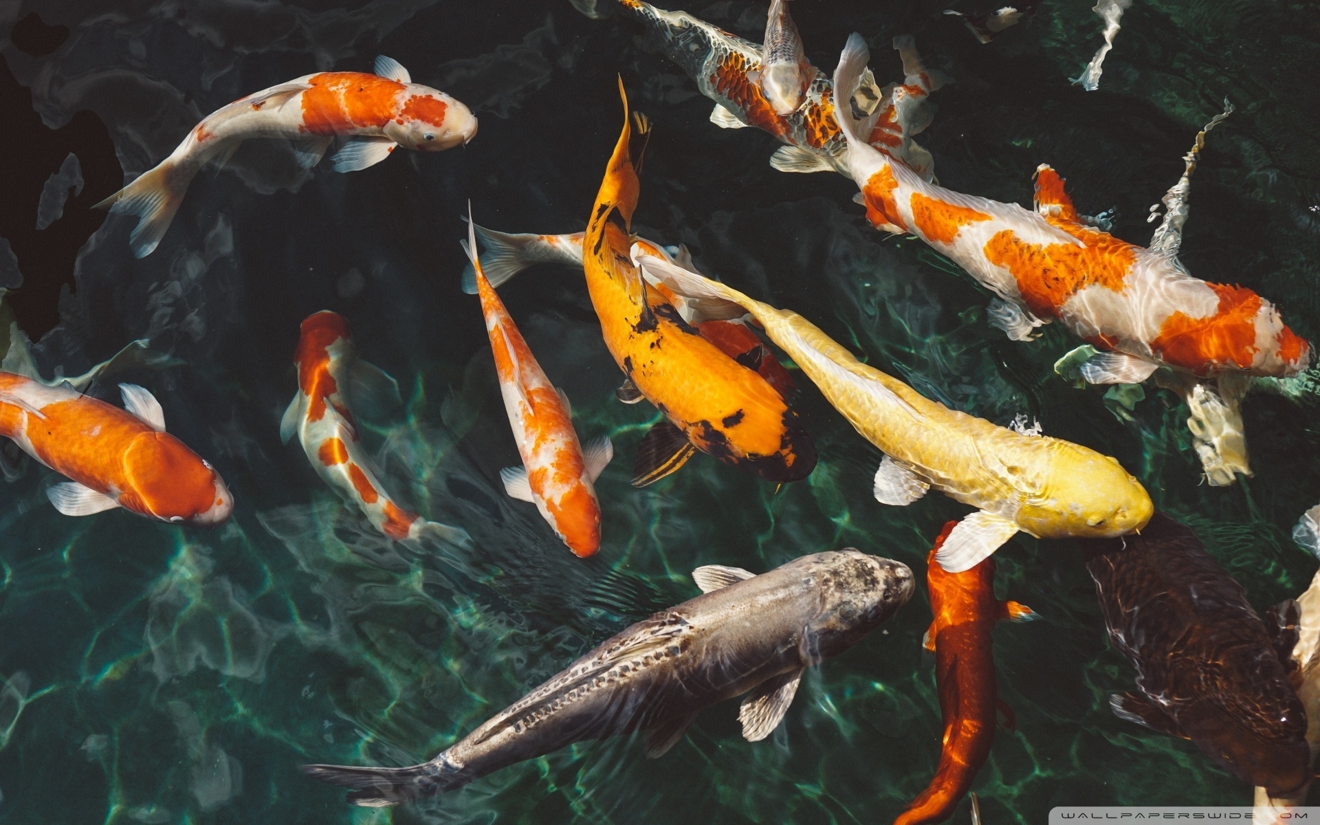 10 Most Popular Koi Fish Wallpaper Hd FULL HD 1080p For PC Background