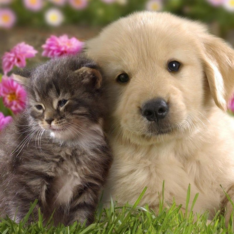 Cute Puppy Wallpaper Wallpapers For Free Download About 3214