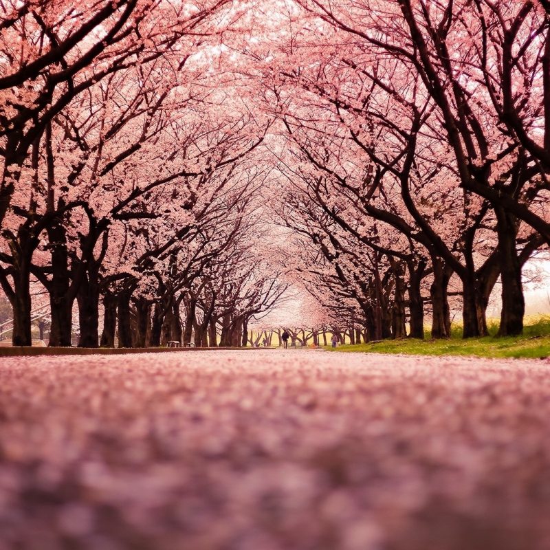 10 Most Popular Cherry Blossom Wallpaper Desktop 1920X1080 FULL HD 1920×1080 For PC Background 2022 free download landscape cherry blossom trees path nature wallpapers hd 800x800