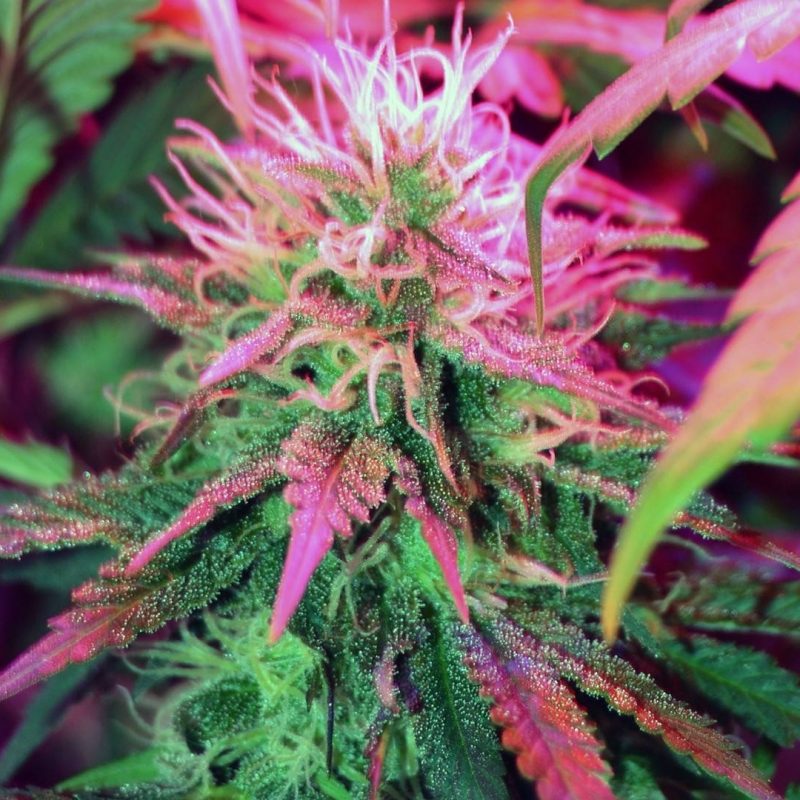 10 Top Weed Plant Wallpaper Hd FULL HD 1080p For PC Desktop 2022 free download lawmakers in 11 states approve low thc medical marijuana bills 800x800