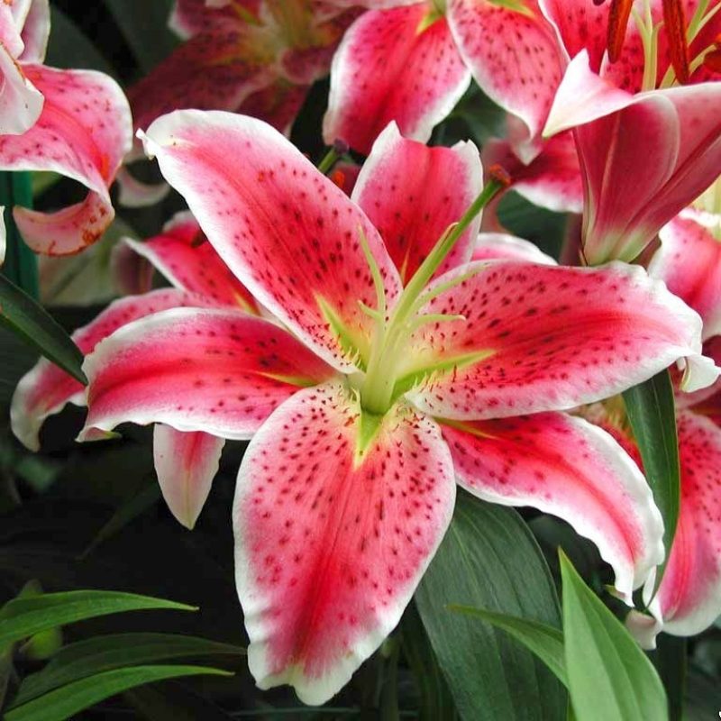 10 Most Popular Pictures Of Tiger Lilies FULL HD 1080p For PC Desktop 2022 free download lilies garden pinterest beautiful flowers flower and tiger 1 800x800