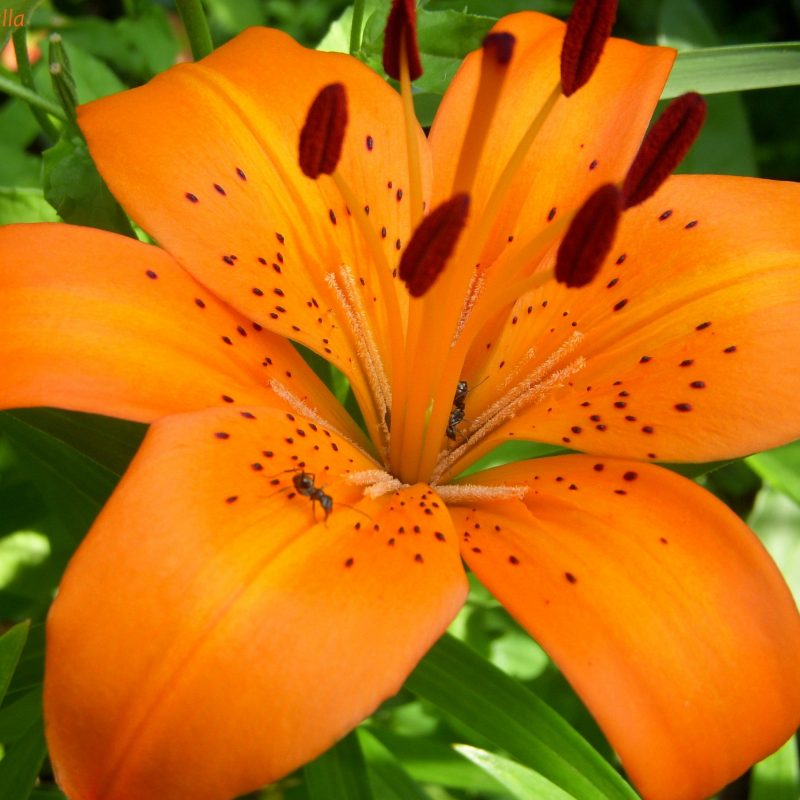 10 Most Popular Pictures Of Tiger Lilies FULL HD 1080p For PC Desktop 2023 free download %name