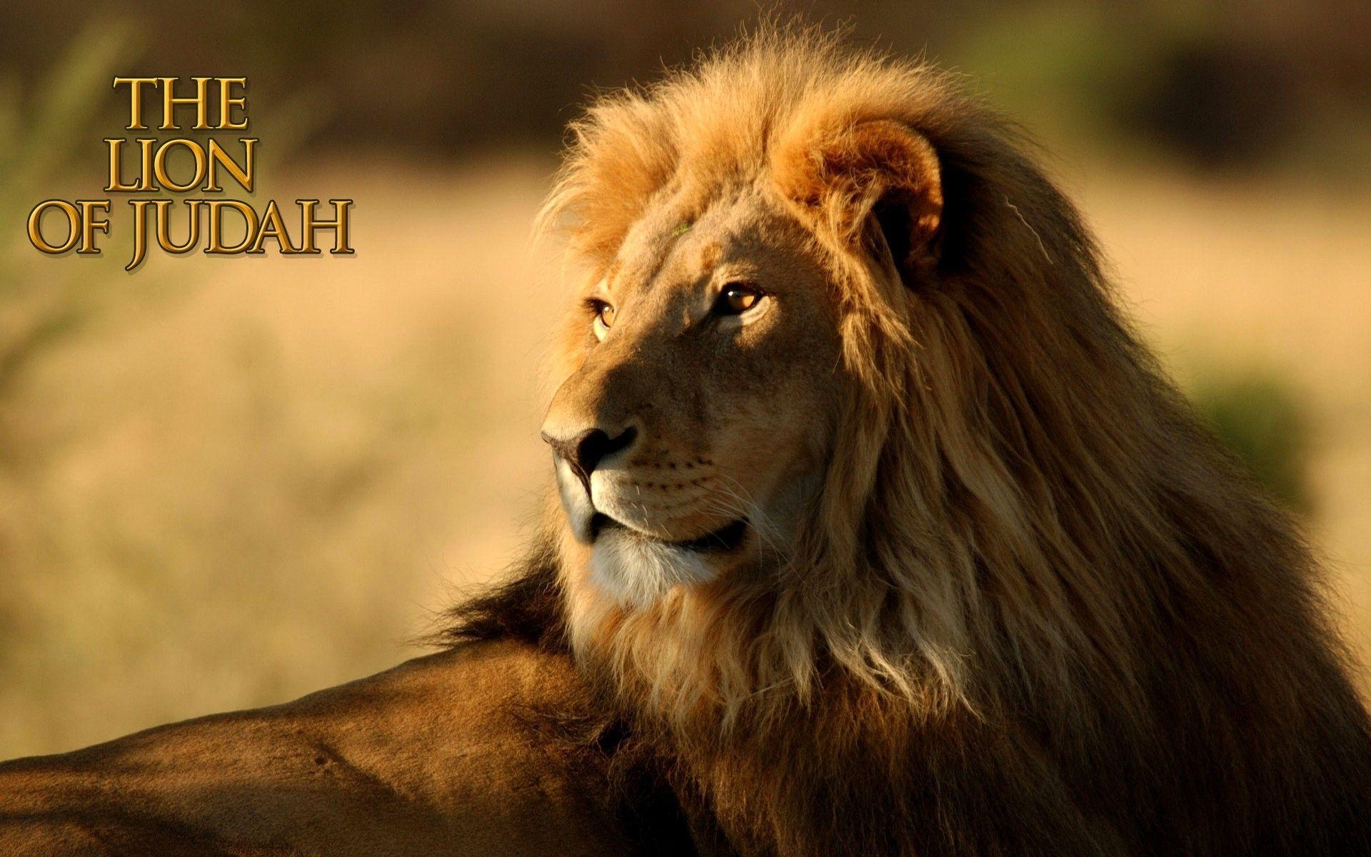 10 Most Popular Lion Of Judah Pics FULL HD 1920×1080 For PC Desktop