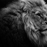 lion portrait bw desktop wallpaper