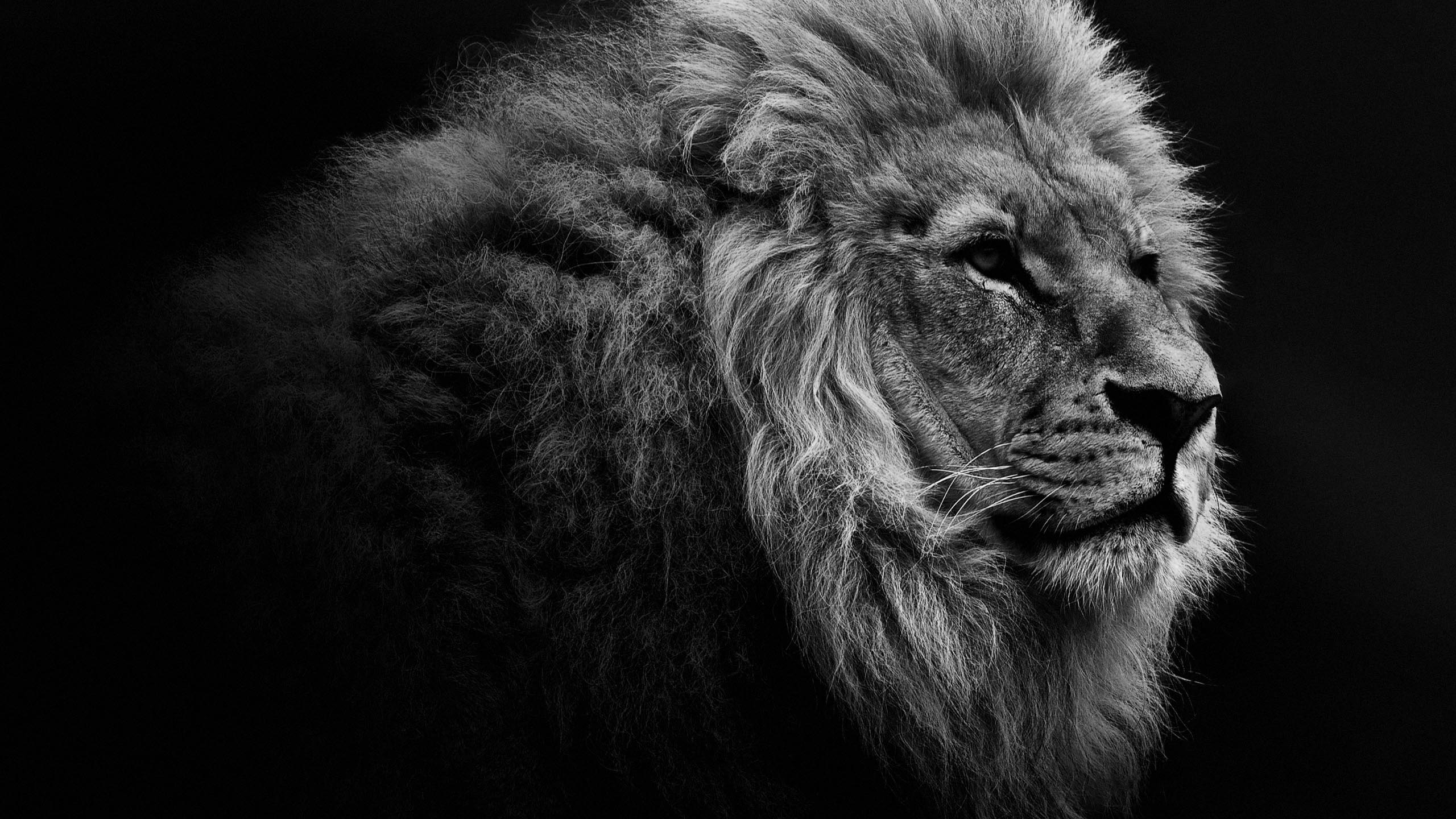 10 Latest Lion Desktop Wallpaper Hd FULL HD 1080p For PC Background