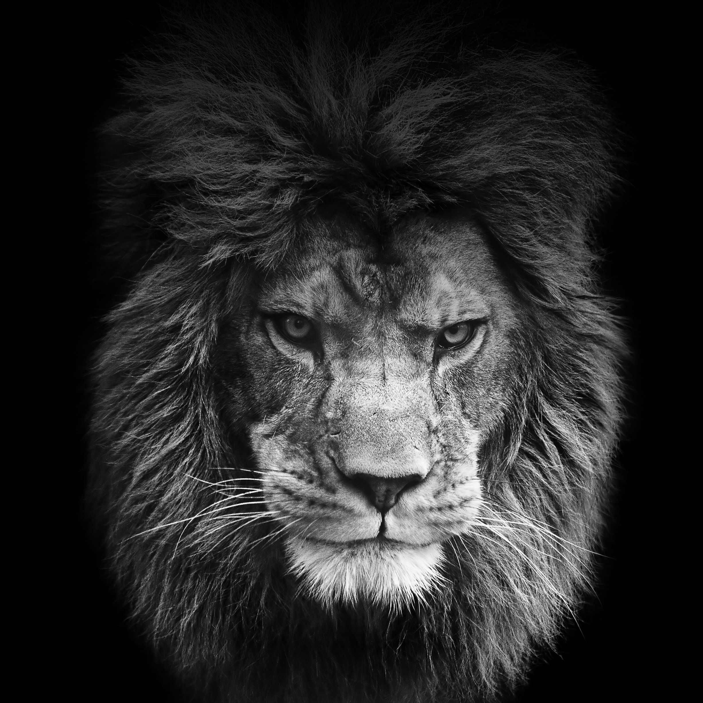 10 Most Popular Angry Lion Wallpaper Black And White FULL HD 1080p For PC Desktop