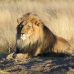 lion - wikipedia