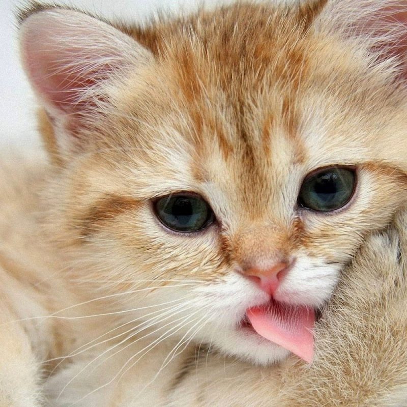 10 Latest Cat Wallpapers Free Download FULL HD 1920×1080 For PC Desktop 2022 free download lovable images cute cat wallpapers free download beautiful cats 800x800
