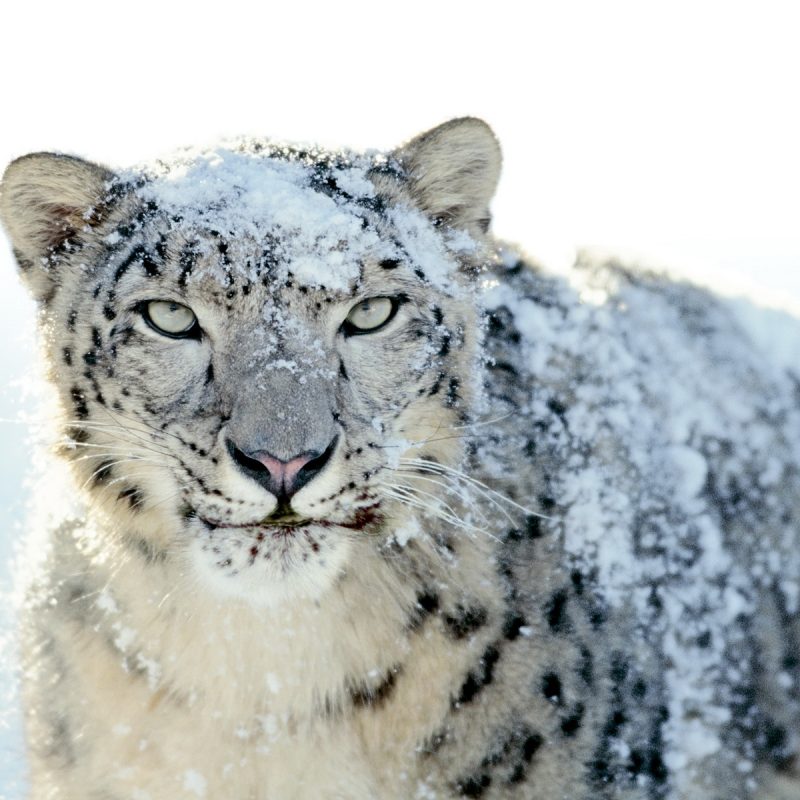 10 Top Mac Os X Snow Leopard Wallpaper FULL HD 1920×1080 For PC Background 2022 free download mac os x snow leopard wallpaper wallpapers hd wallpapers 71757 800x800