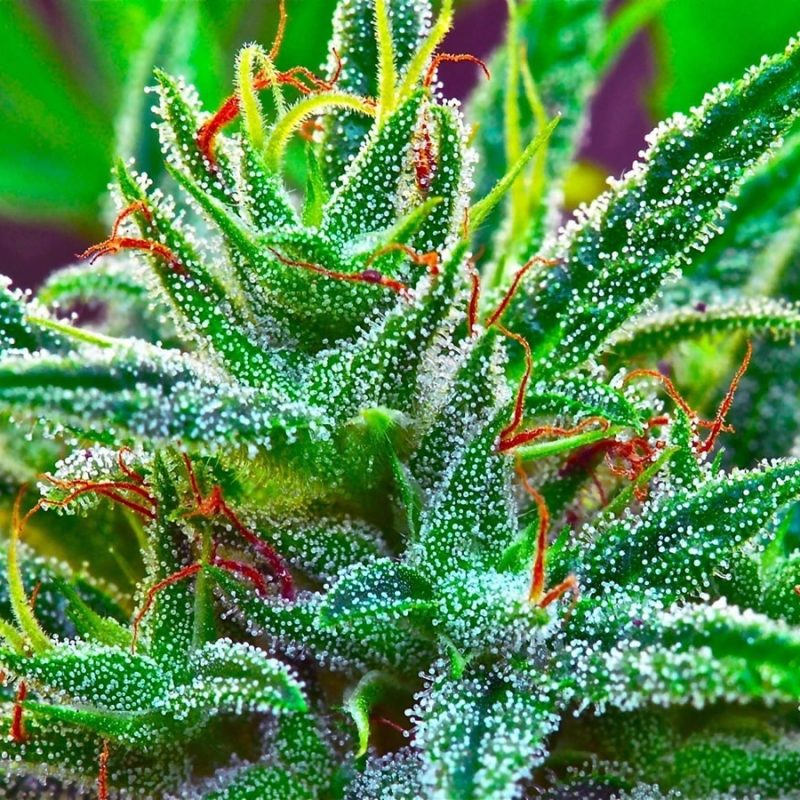 10 Top Weed Plant Wallpaper Hd FULL HD 1080p For PC Desktop 2022 free download marijuana growers use potassium silicate to get more thc trichomes 800x800