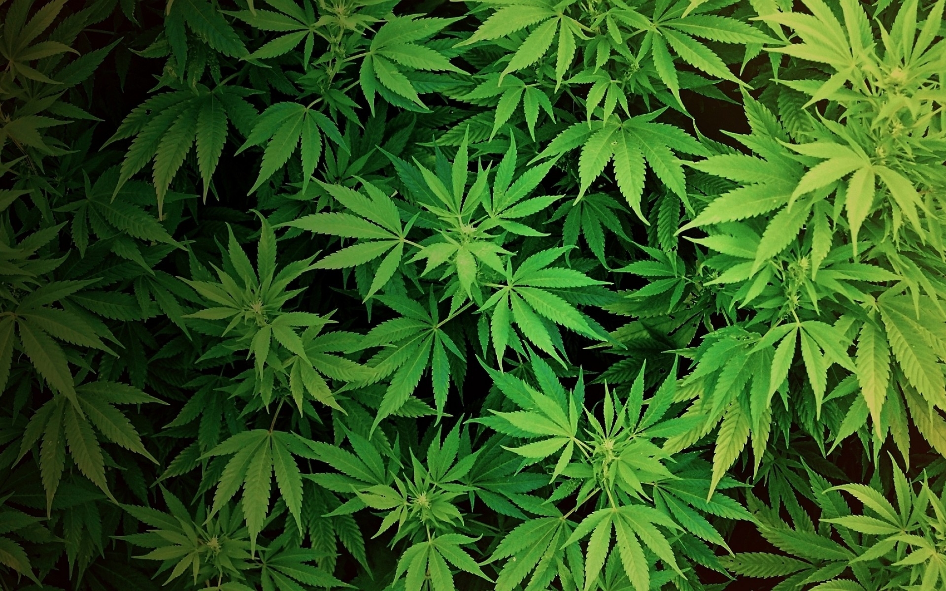 marijuana wallpapers | wallpaperup