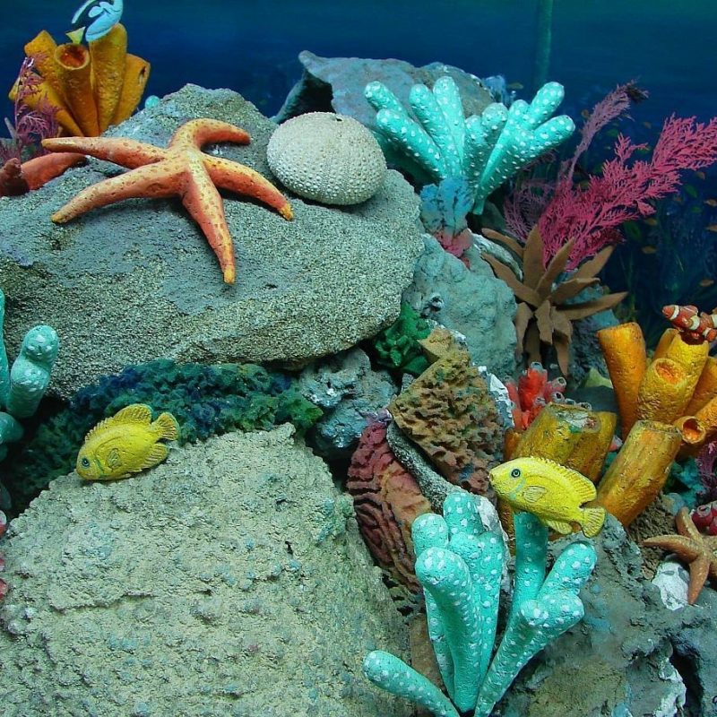 10 Top Sea Life Wallpaper Desktop FULL HD 1080p For PC Background 2023 free download marine life wallpapers wallpaper cave 800x800