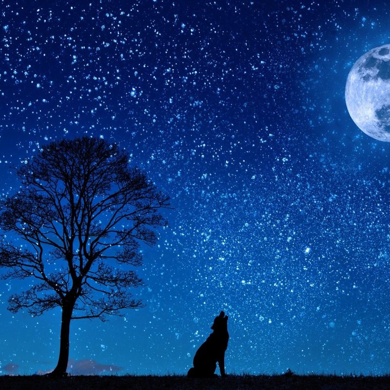10 Top Moon And Wolf Wallpaper FULL HD 1920×1080 For PC Background 2022 free download moon wolf wallpaper space moon moon 3 moon wolf wallpaper html 800x800