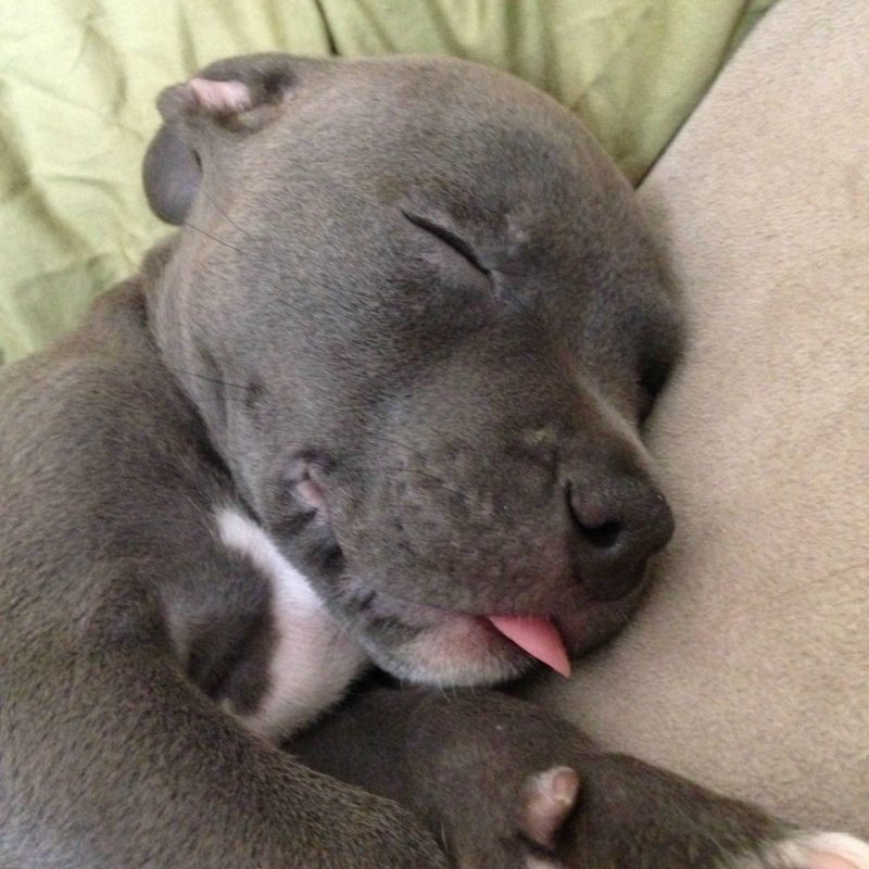 10 New Pictures Of Red Nose Pitbulls Female FULL HD 1080p For PC Desktop 2023 free download my 7 week old blue nose pitbull likes to sleep with his tongue out 800x800