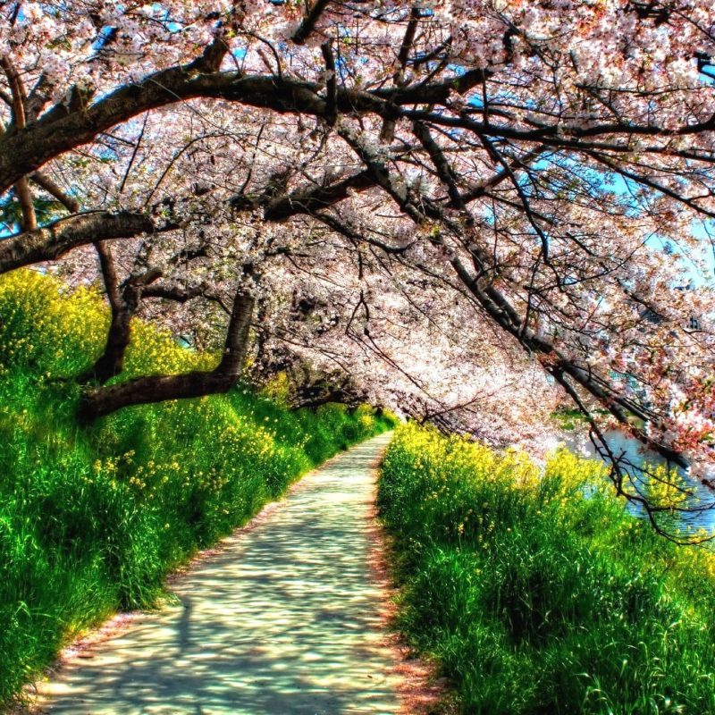 10 Latest Computer Backgrounds Nature Spring FULL HD 1080p For PC Background 2024 free download nature spring image 6895 hdwarena 800x800