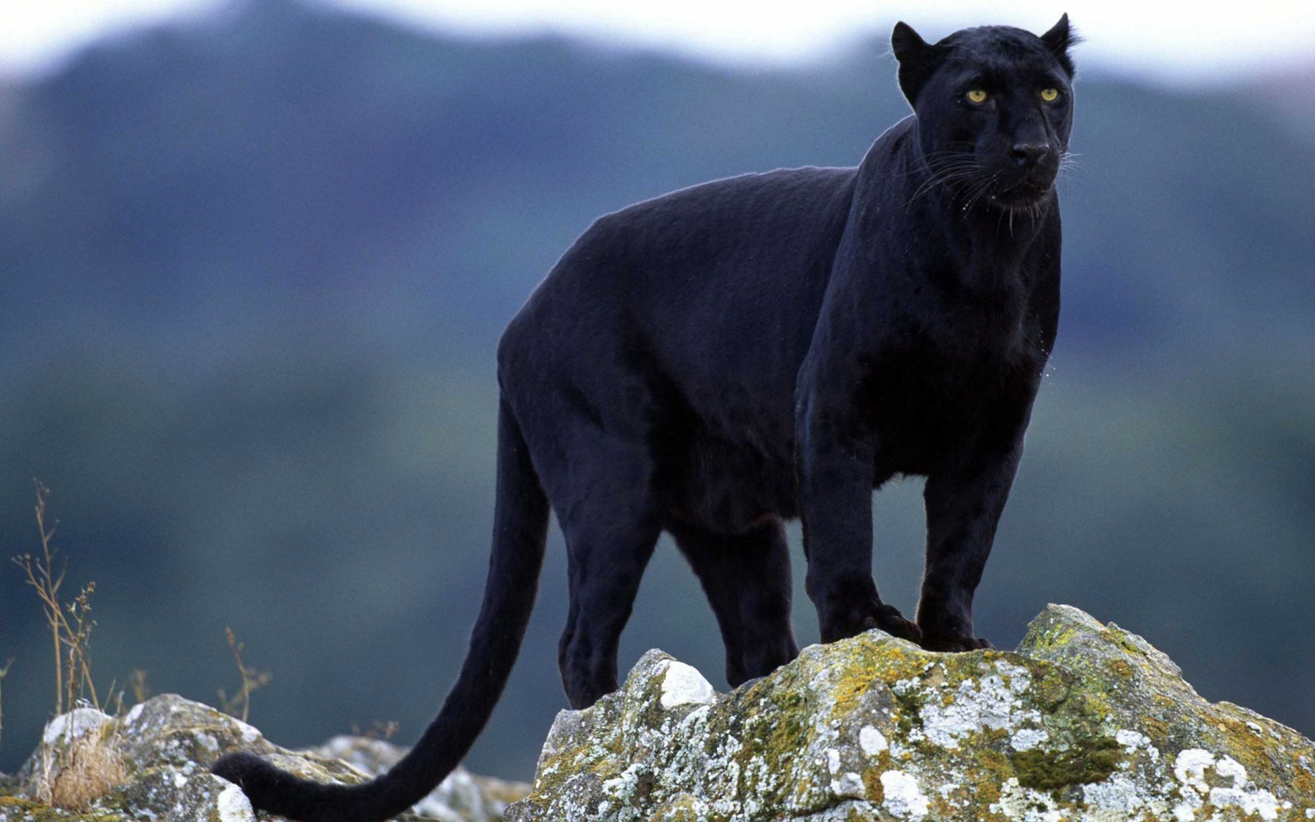 10 Most Popular Image Of Black Jaguar FULL HD 1080p For PC Background